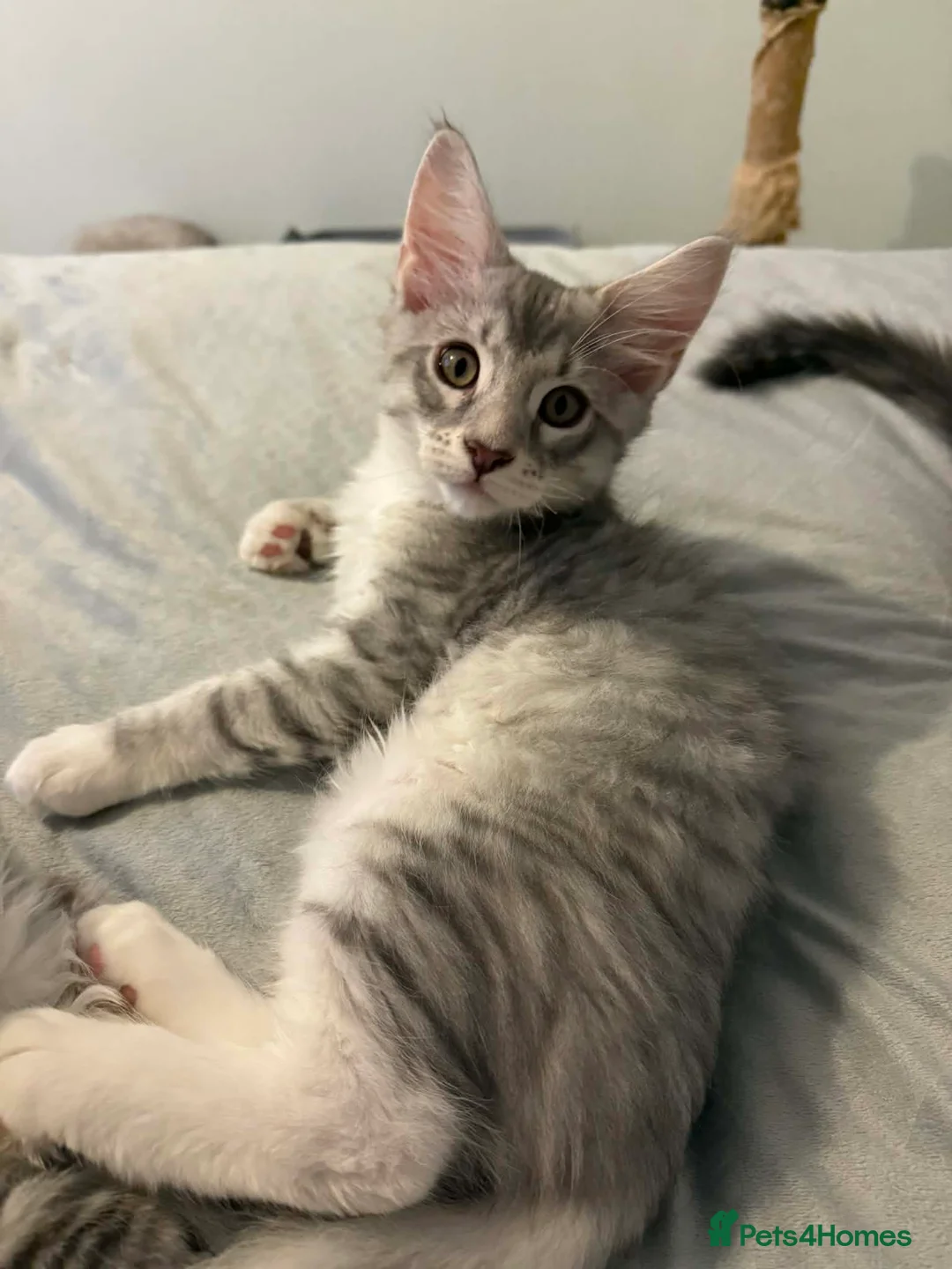 Maine Coon cats for sale: Last male TICA Pedigree Maine Coon Kitten - Advert 10