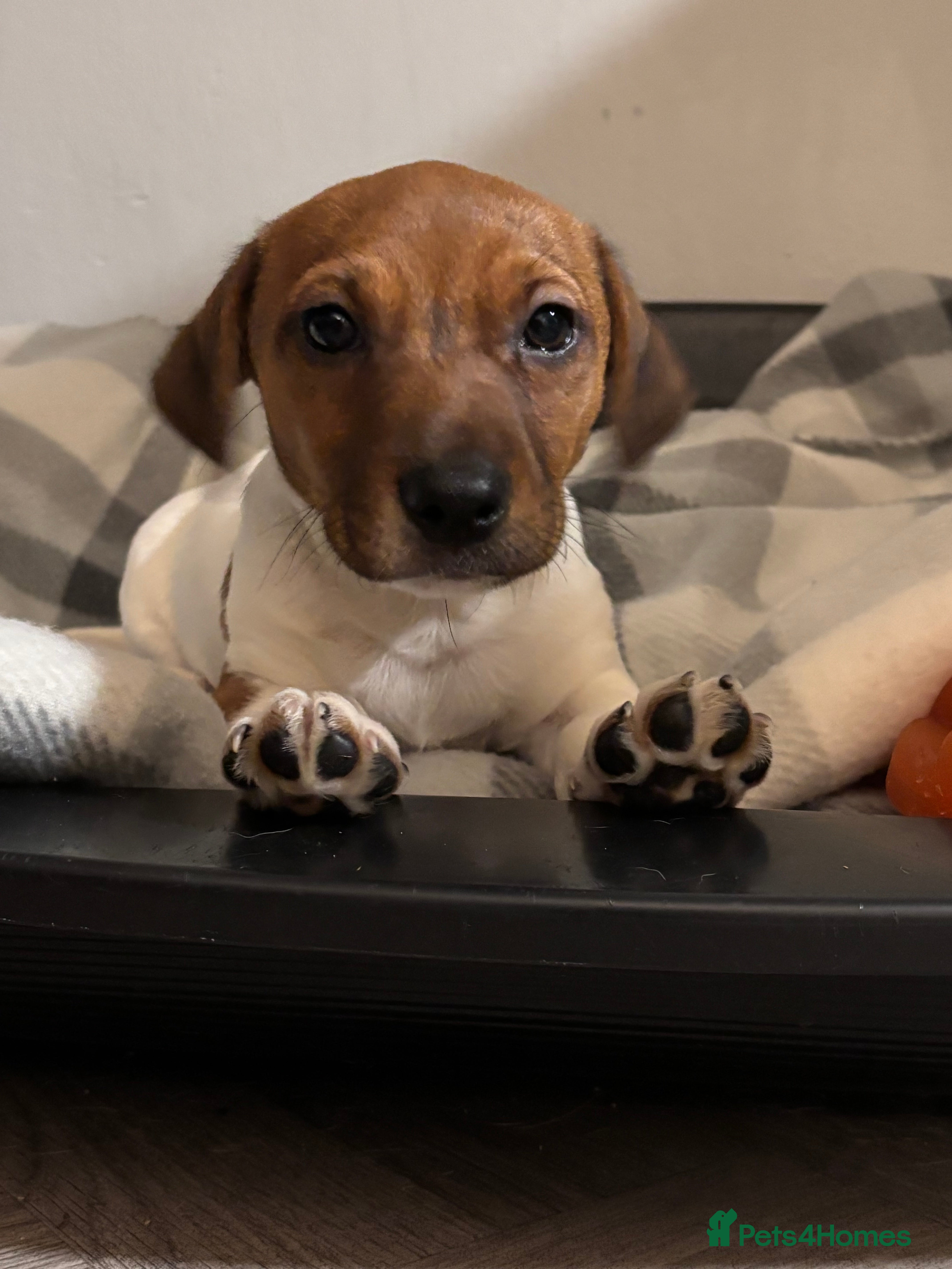 Jack Russell dogs Jack Russell pups  - Advert 1