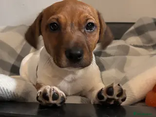 Jack Russell dogs Jack Russell pups - Advert 1