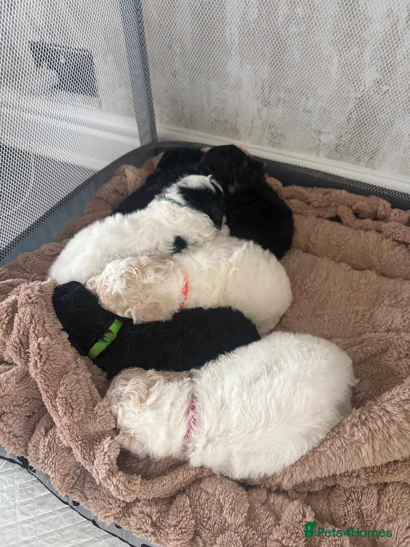 Mixed Breed dogs Cavapoochon  - Advert 2
