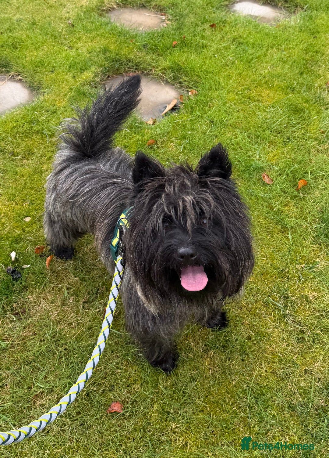 Cairn Terrier dogs for sale: Kc registered cairn terrier puppies - Image 3