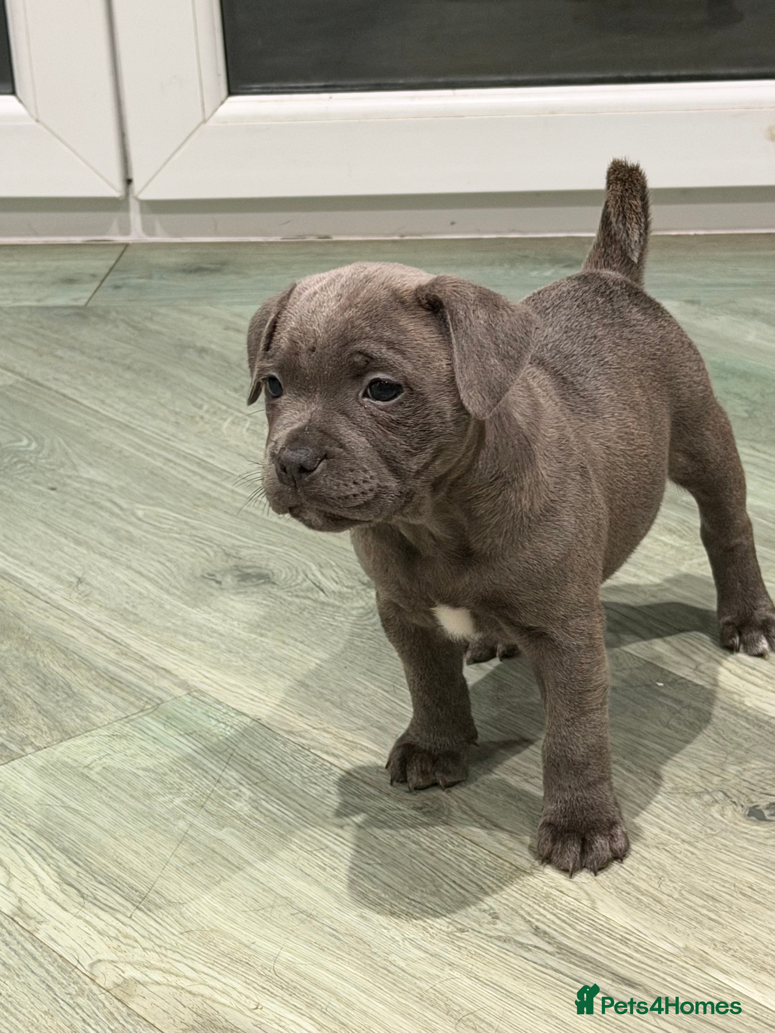 Staffordshire Bull Terrier dogs Amazing Staffordshire puppies - Advert 17