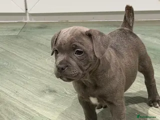 Staffordshire Bull Terrier dogs Amazing Staffordshire puppies - Advert 17