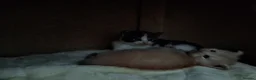Ragcoon cats for sale: Bouncing beauties ready to go  - Advert 15