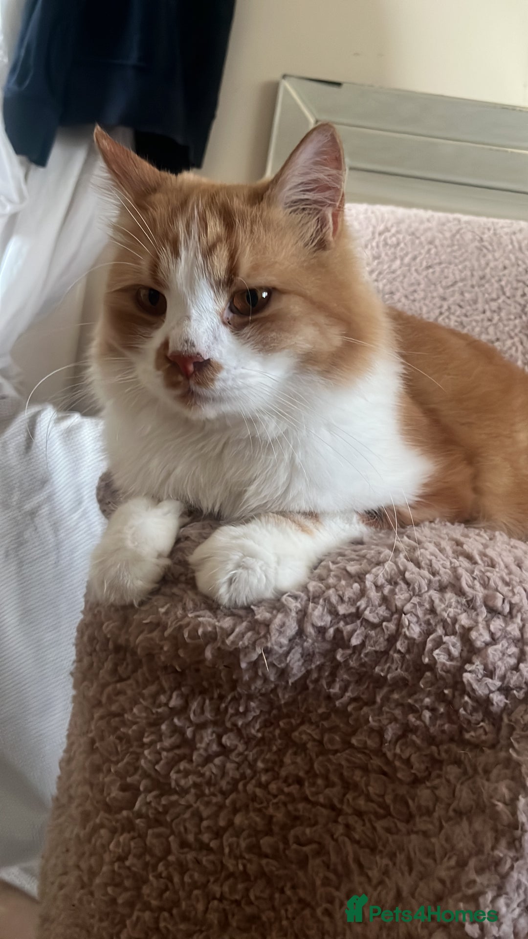 Mixed Breed cats for adoption: Pumpkin - Image 1