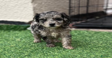 Cockapoo dogs - Advert 1