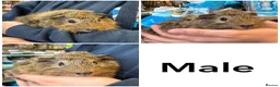 Guinea Pig rodents for sale: Friendly handled baby guinea pigs - Advert 7