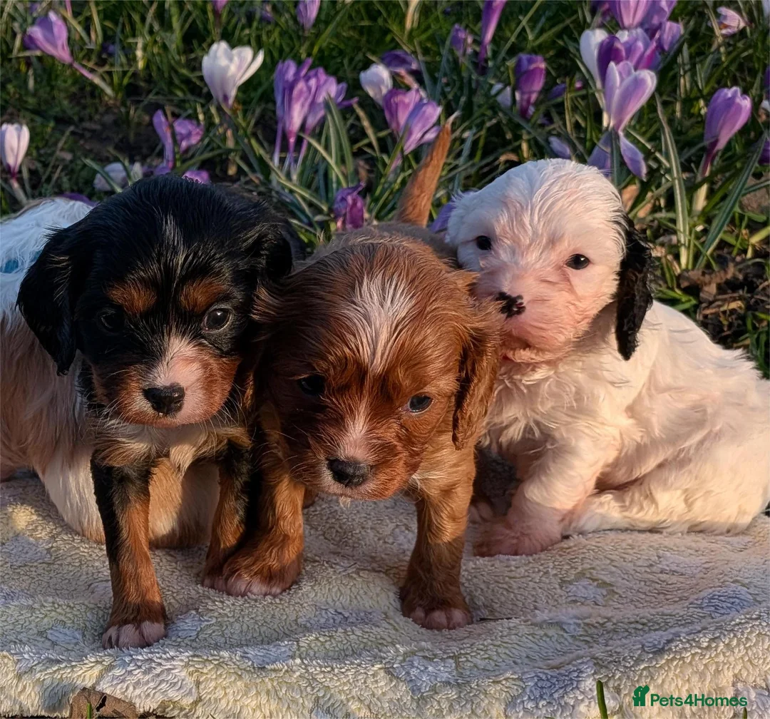 Cavapoochon dogs for sale:  F1b Cavapoochons  - DNA Tested Parents - Advert 2