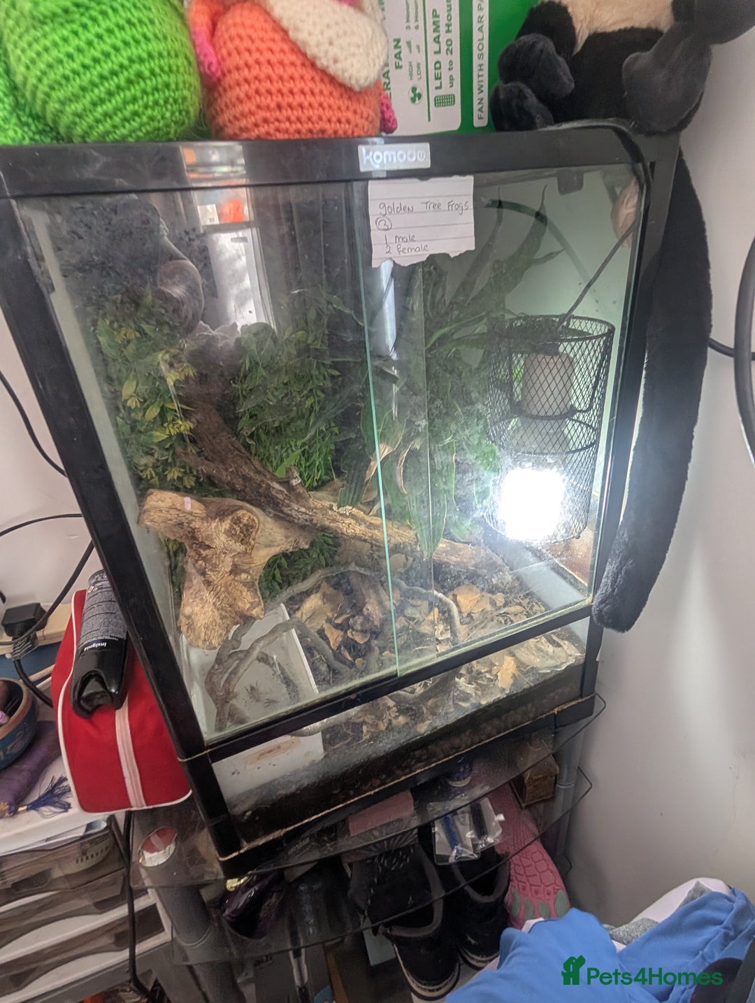 Frog reptiles for sale: Downsizing tree frogs  - Image 2