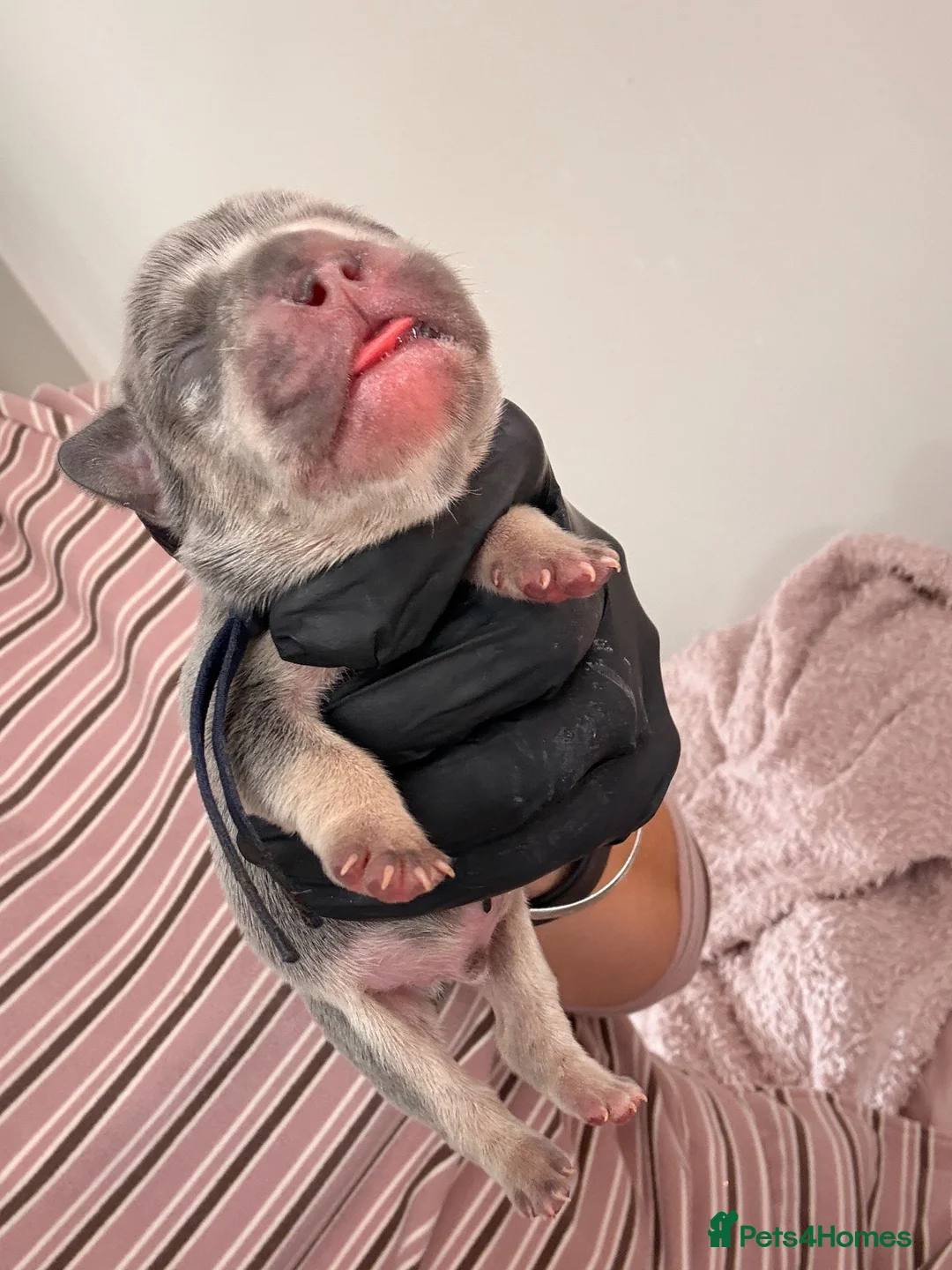 French Bulldog dogs for sale: 7 stunning rare frenchies  - Advert 24