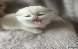 Scottish Fold cats for sale: Beautiful Gold Chinchilla babies  - Advert 18