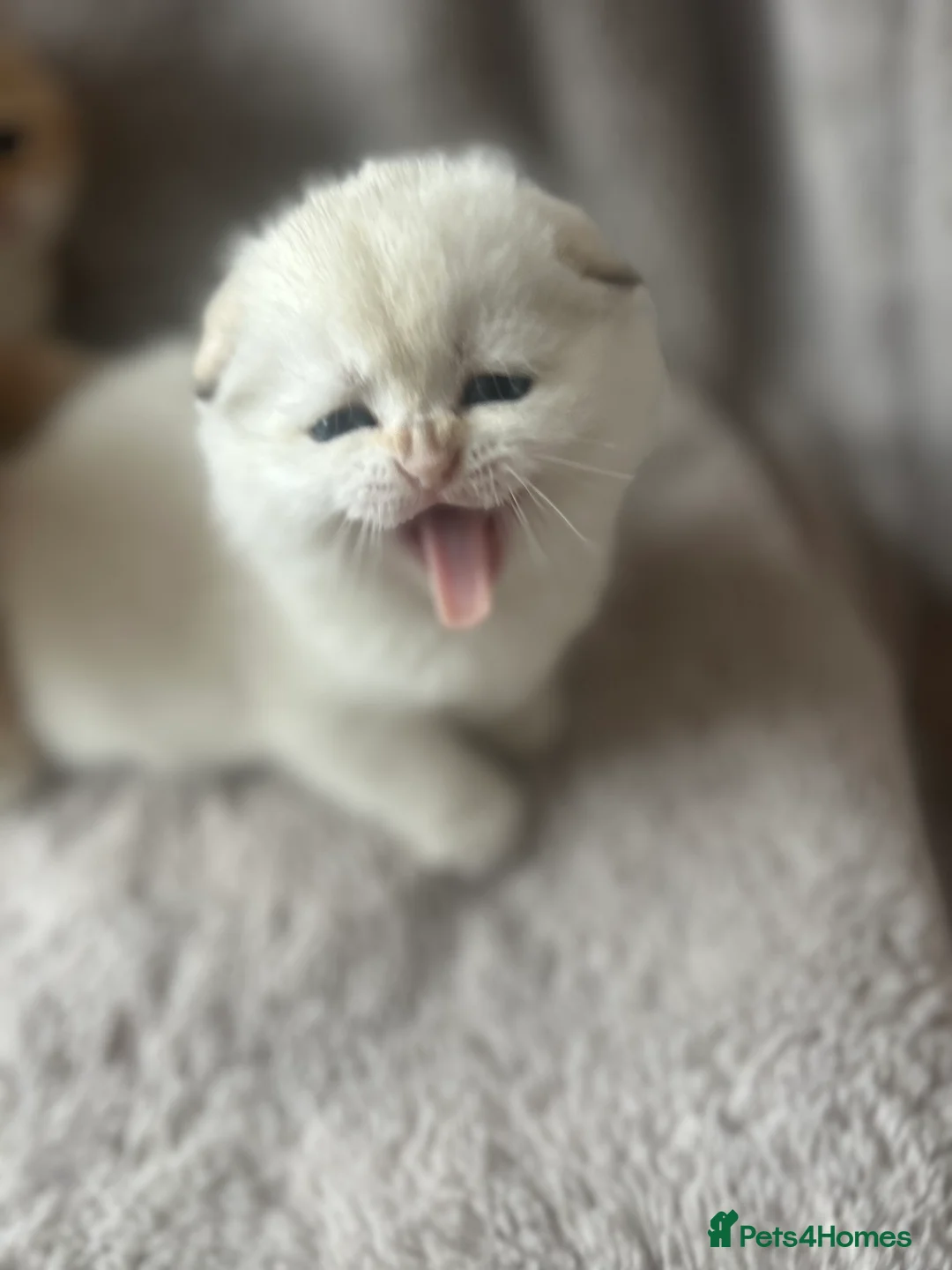 Scottish Fold cats for sale: Beautiful Gold Chinchilla babies  - Advert 19