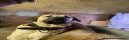 Turkish Kangal dogs for sale: Turkish kangal pups  - Advert 8