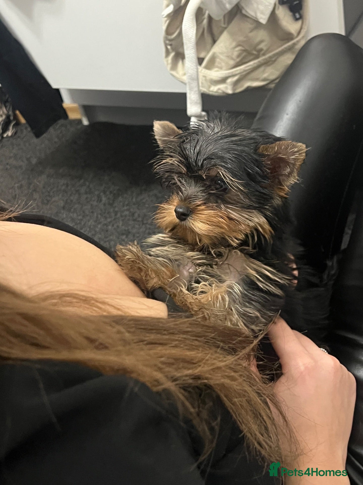Yorkshire Terrier dogs Lovely K.C Yorkshire Terrier Puppy ❤️ - Advert 11