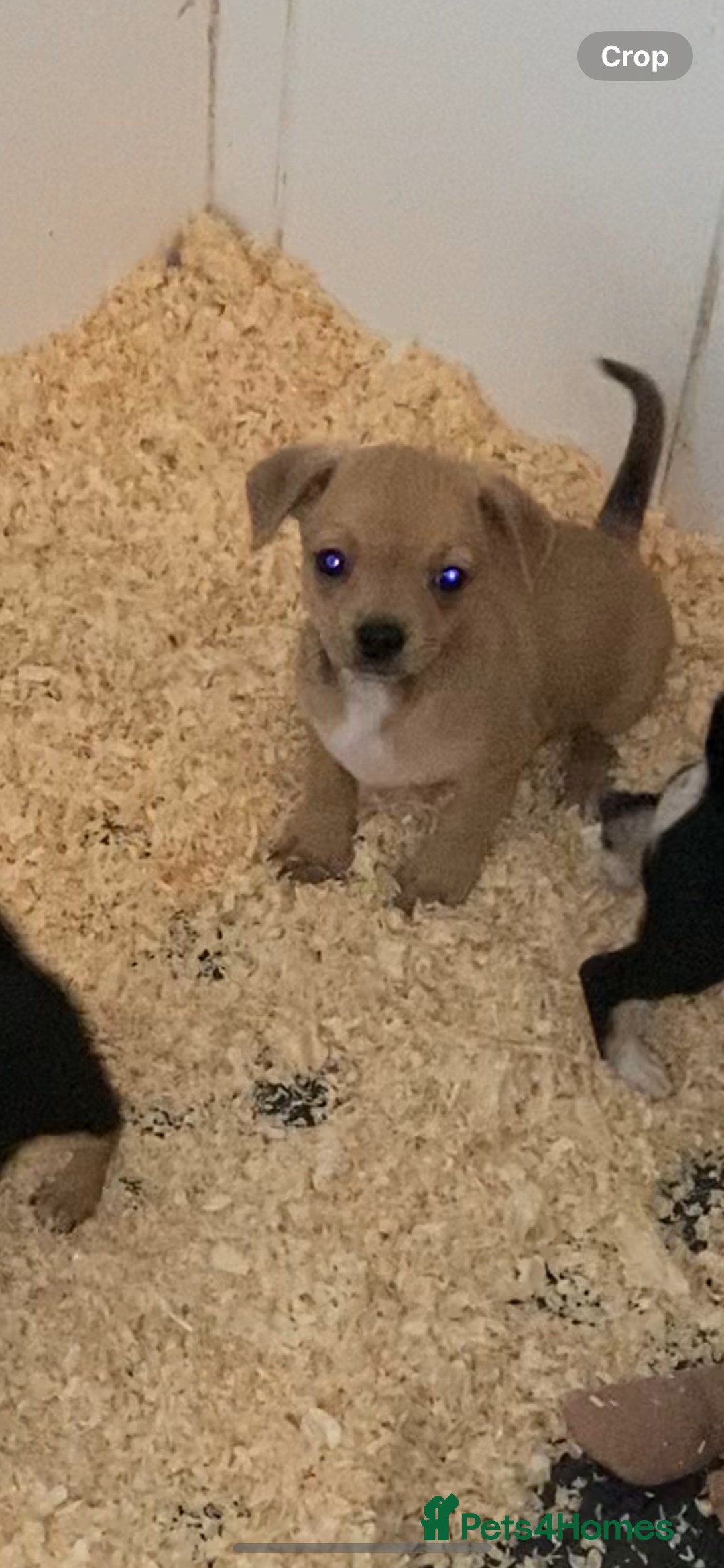 Mixed Breed dogs for sale: Jack x chi babies now available  - Advert 7