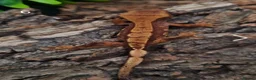 Gecko reptiles for sale: Juvenile Crested Geckos with full Lineage - Advert 19