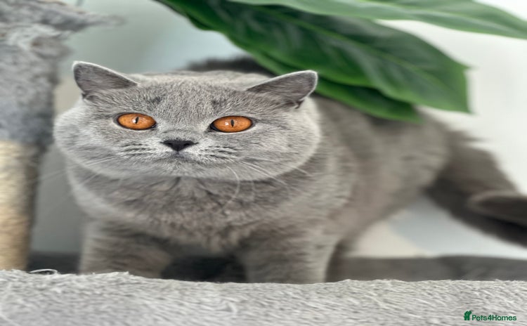 British Shorthair cats - Advert 10
