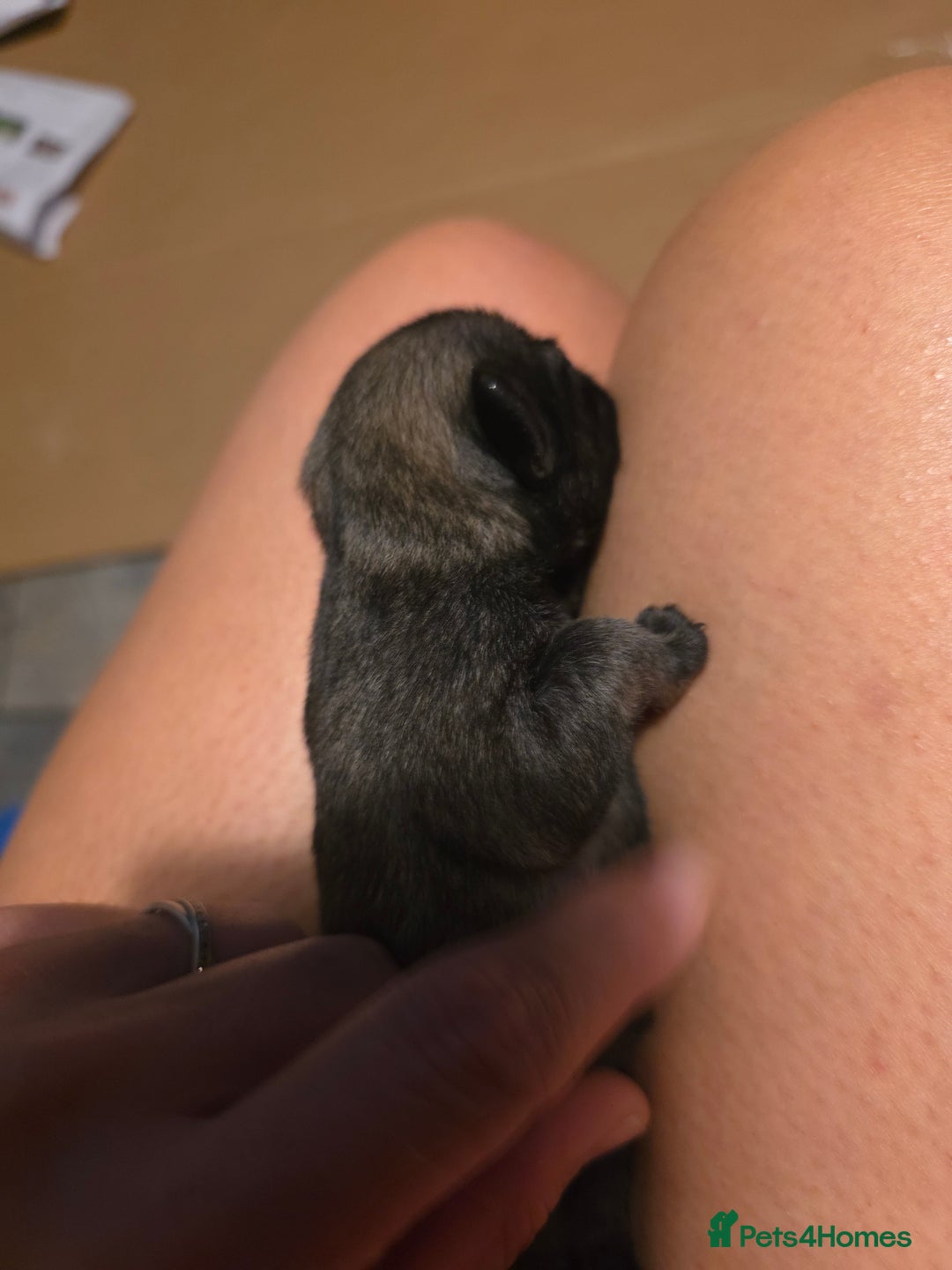 Pug dogs for sale: KC Pug puppies 4 girls 3 boys - Image 23