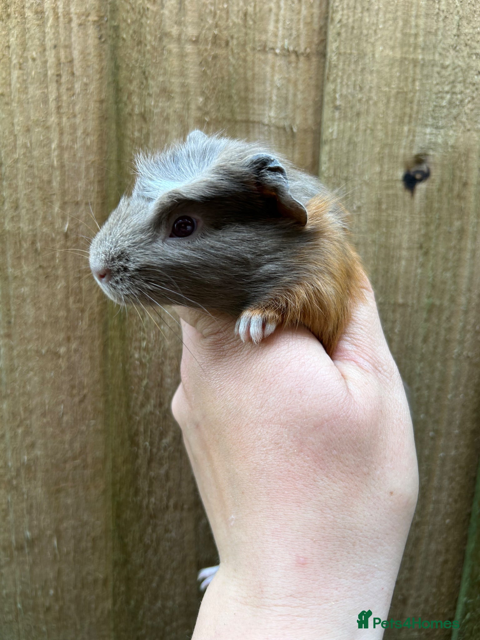 Guinea Pig rodents for sale: Beautiful Baby Male Guineapigs  - Advert 8