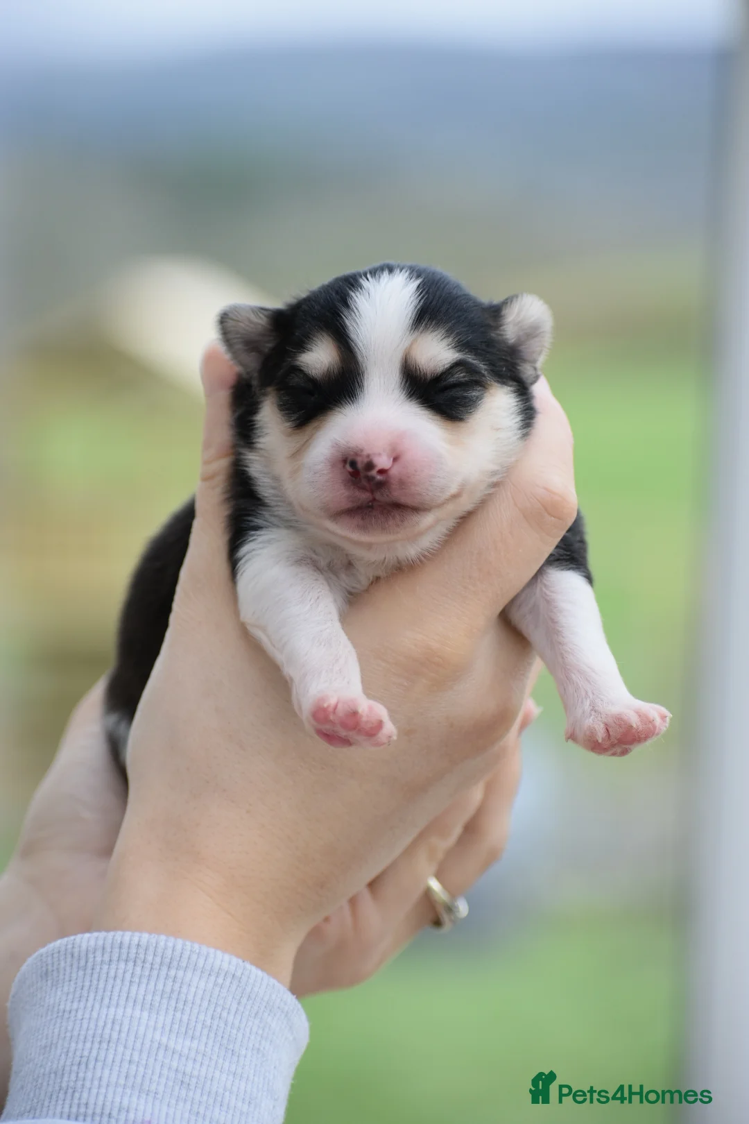 Pomsky dogs for sale: Stunning Pomsky puppies from health tested parents - Advert 11