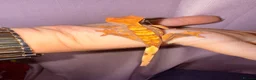 Gecko reptiles for sale: Crested Gecko Babies - Advert 28
