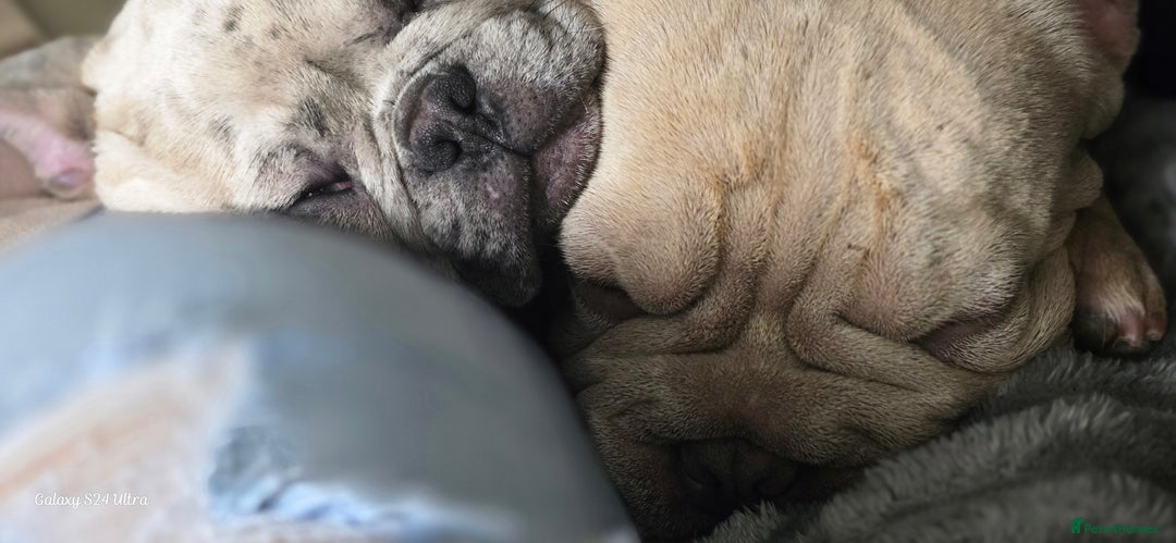 French Bulldog dogs for sale: GOLDEN French Bulldog  - Image 10