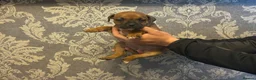 Staffordshire Bull Terrier dogs for sale:  red staffordshire bullterrier puppies 🐶  - Advert 3