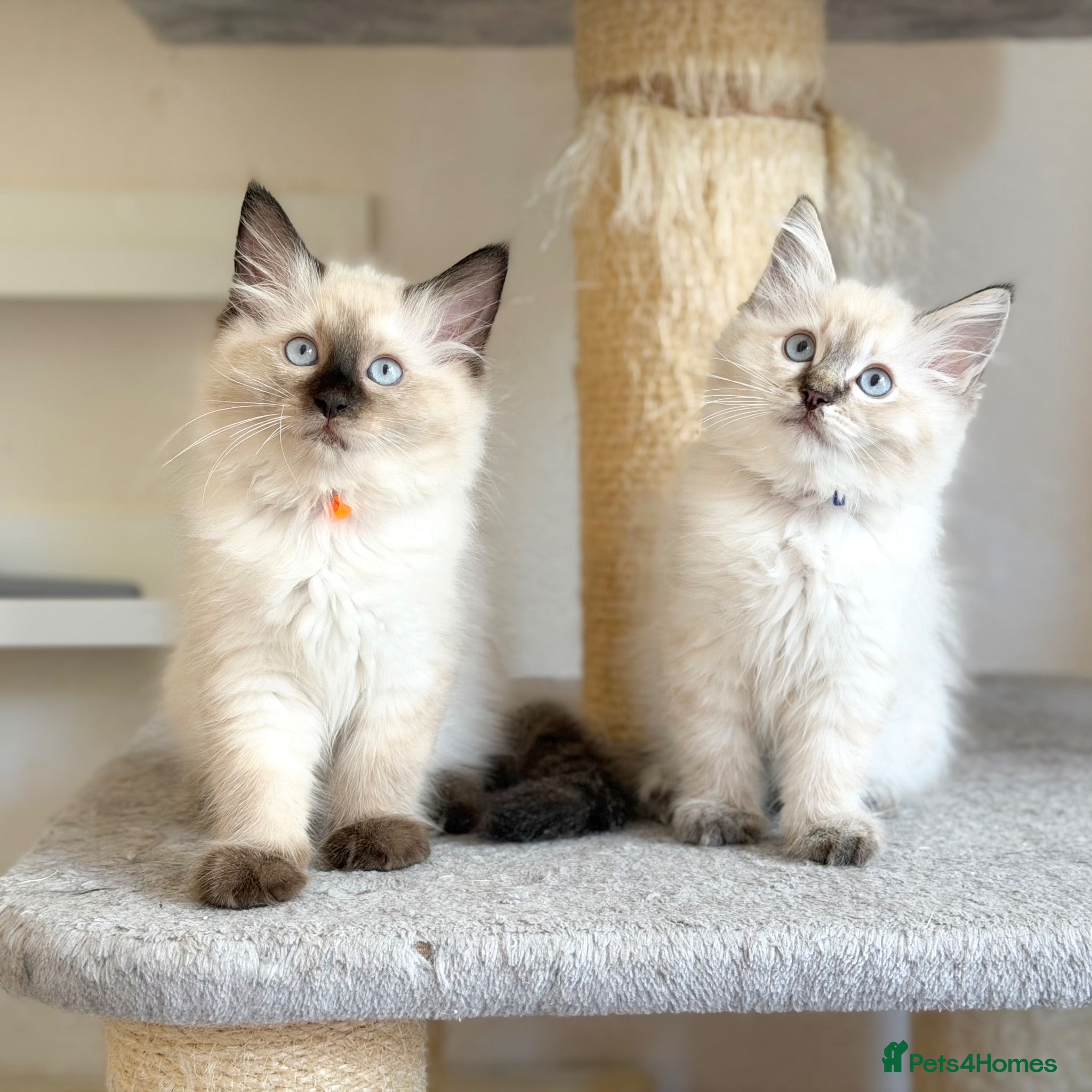 Ragdoll cats 2 Boys Left - TICA Registered - Cuddly, Gentle - Advert 1