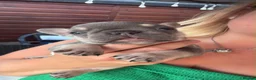 French Bulldog dogs for sale: 5 stunning French bulldogs  in Wokingham - Advert 14