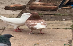 Pigeons birds for sale:  £30-£60. - Image 2