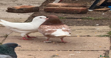Pigeons birds - Advert 13