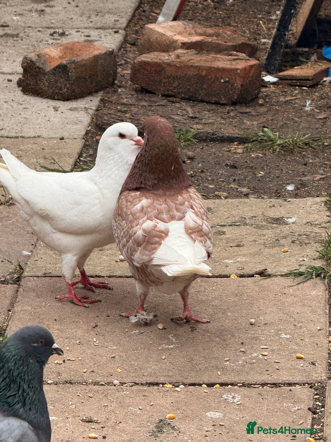 Pigeons birds for sale:  £30-£60. - Image 2