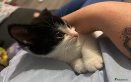 Mixed Breed cats for sale: Kitten for sale - Image 16