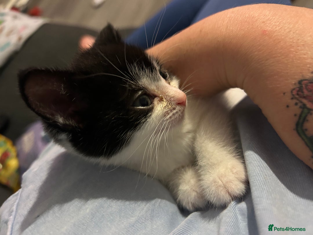 Mixed Breed cats for sale: Kitten for sale - Image 16