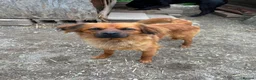 Mixed Breed dogs for adoption: Bert  in Brighton - Advert 3