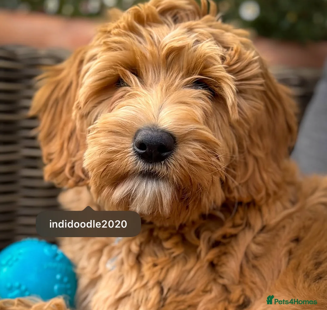 Goldendoodle dogs for sale: WAITING LIST- Australian Labradoodle RED&White TUX - Advert 15