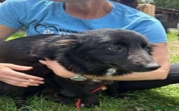 Mixed Breed dogs for adoption: Meet Matilda, currently residing in Cheshire  - Image 4