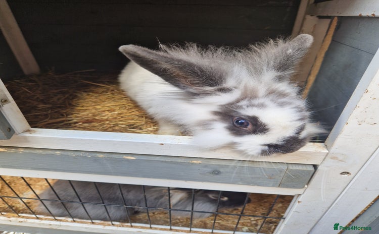 Lionhead rabbits - Advert 1