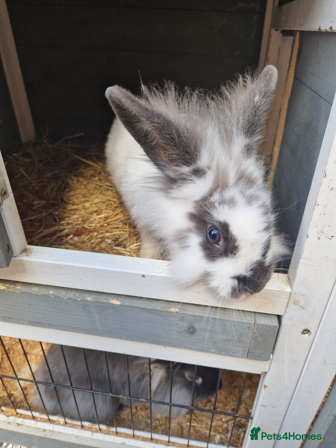 Lionhead rabbits for sale: 2x Baby Lionhead Females With Large Cage - Image 1