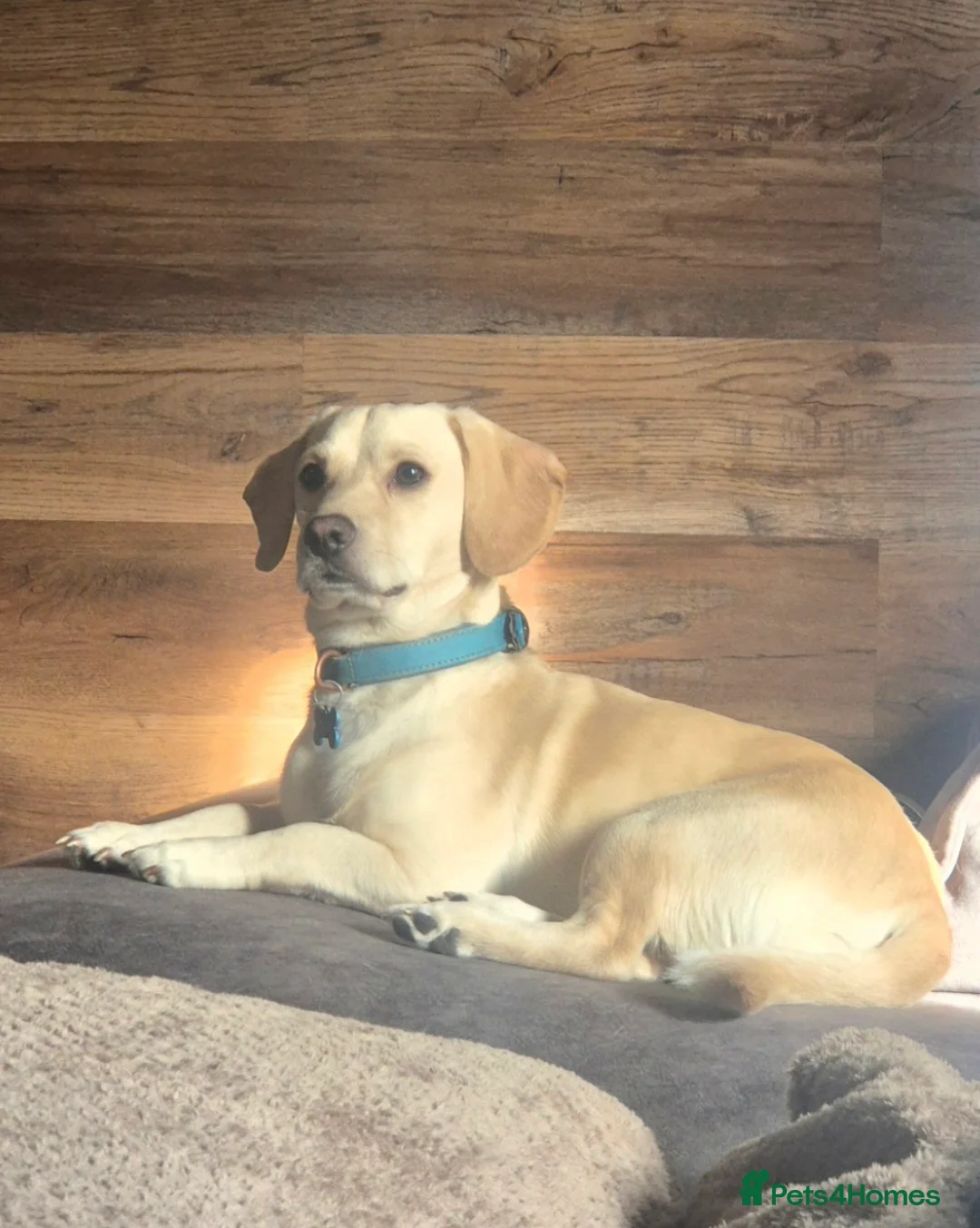 Jack Russell dogs for stud: Jack russel x Cavalier for Stud - Advert 1