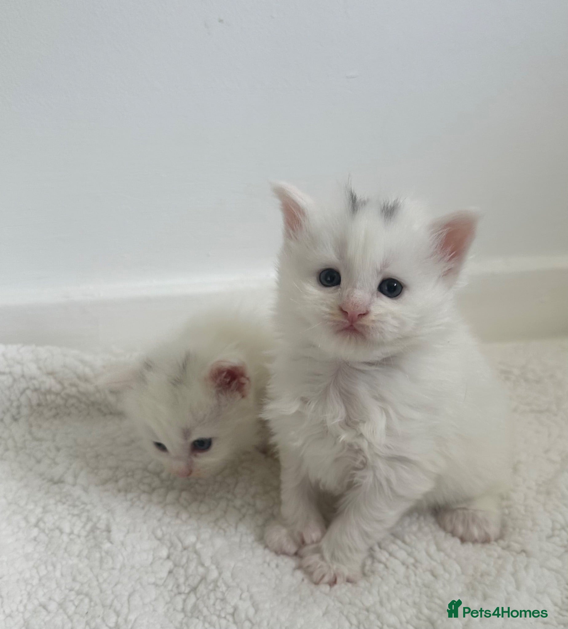 Maine Coon cats Polydactyl Maine coon kittens  - Advert 9