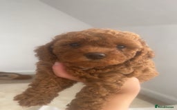 Cavapoo dogs for sale: Cavapoo puppies for sale  - Image 1