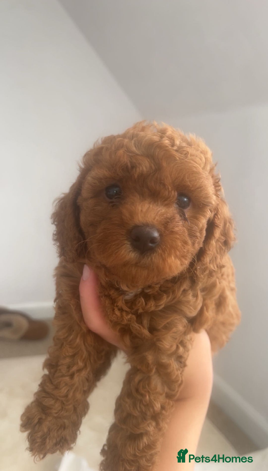 Cavapoo dogs for sale: Cavapoo puppies for sale  - Image 1