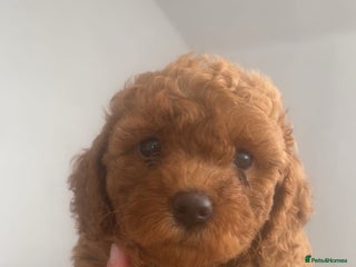 Cavapoo dogs - Advert 18