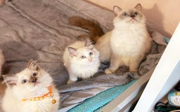 Ragdoll cats for sale: Cute little Ragdoll kittens for sale 💕🐱🐱 - Image 4