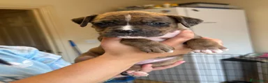 Boxer 10