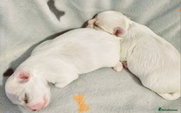 Maltese dogs for sale: Maltese puppies  - Image 3