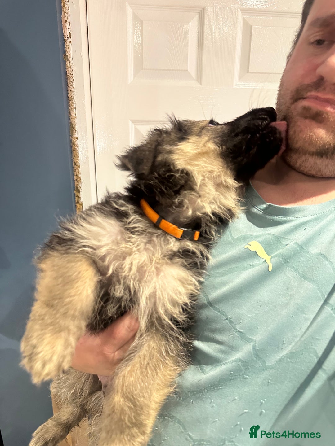 German Shepherd dogs for sale: German Shepherd puppies *Open to sensible offers* - Advert 20