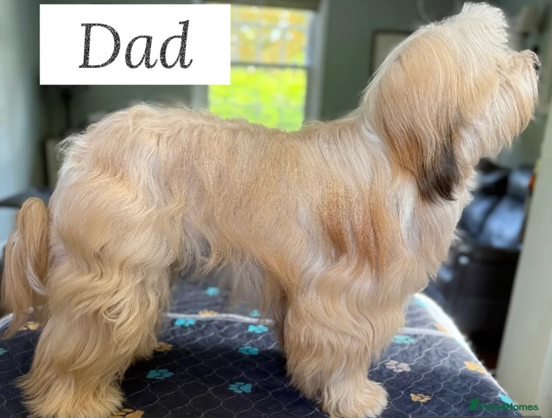 Tibetan Terrier dogs for sale: KC registered Tibetan Terrier pups for sale - Advert 3
