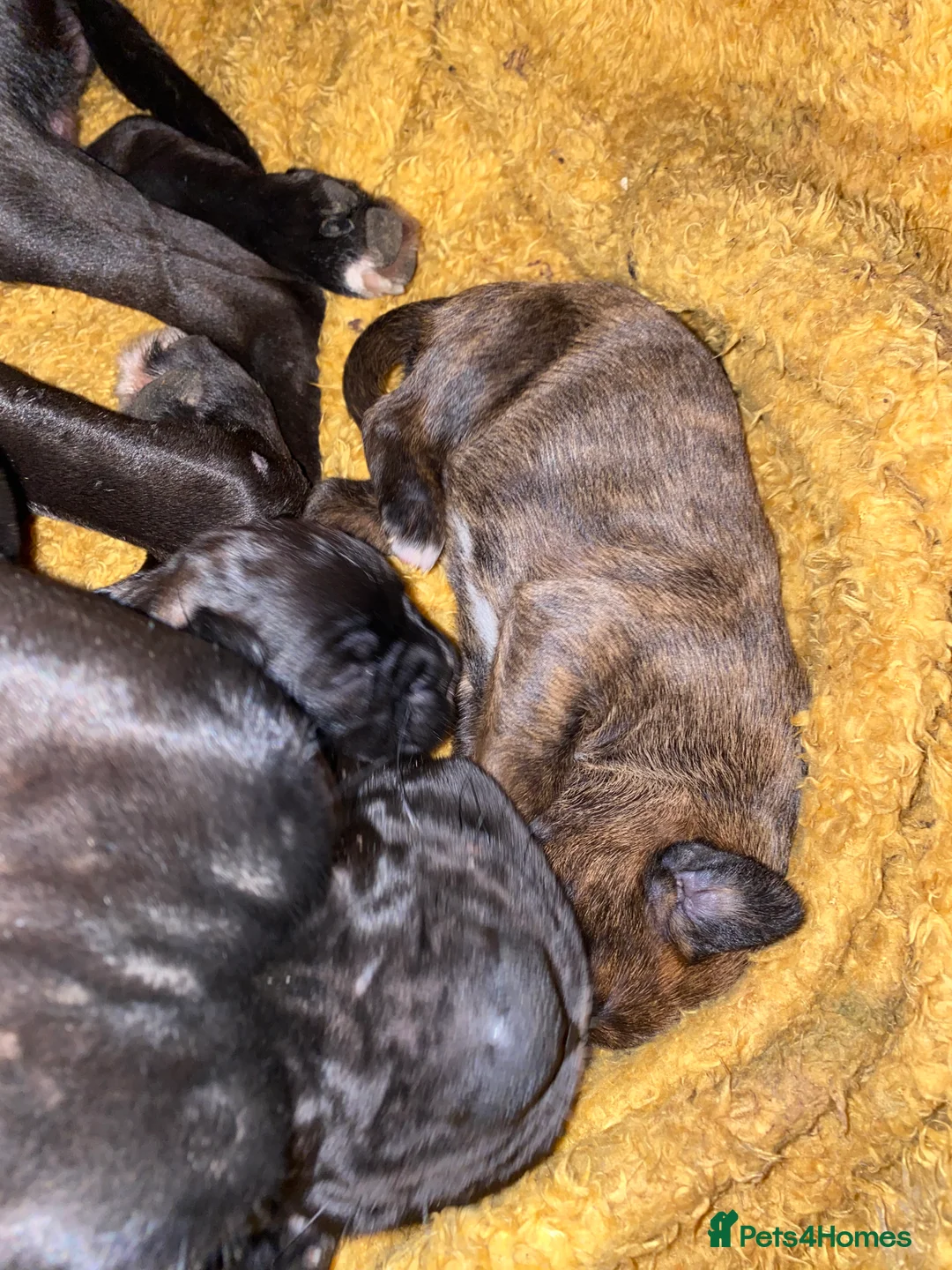 Mixed Breed dogs for sale: 🧬Kc reg mum black boxer & mini boxer pups 🤩 8wk - Advert 34
